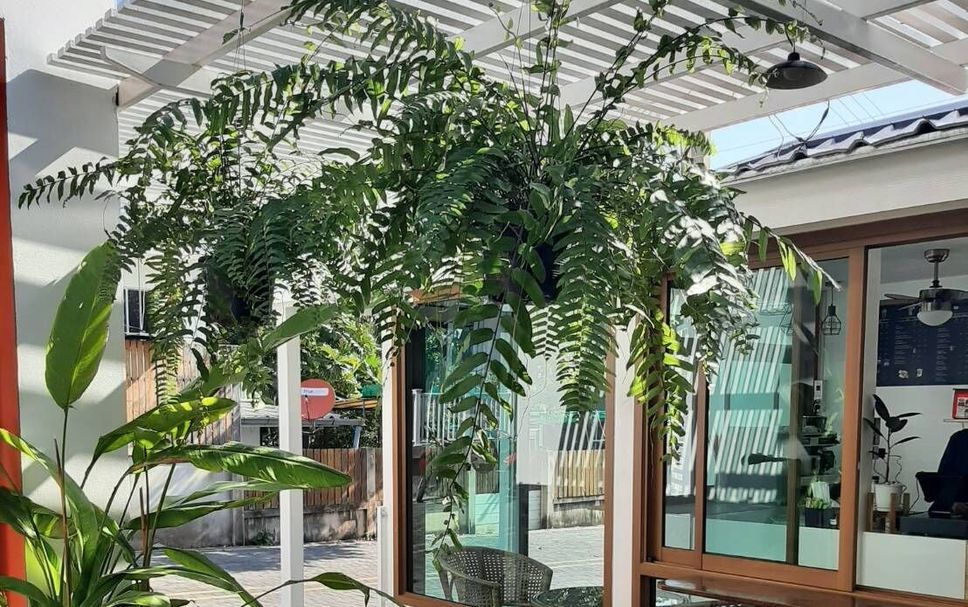 Patio Billede