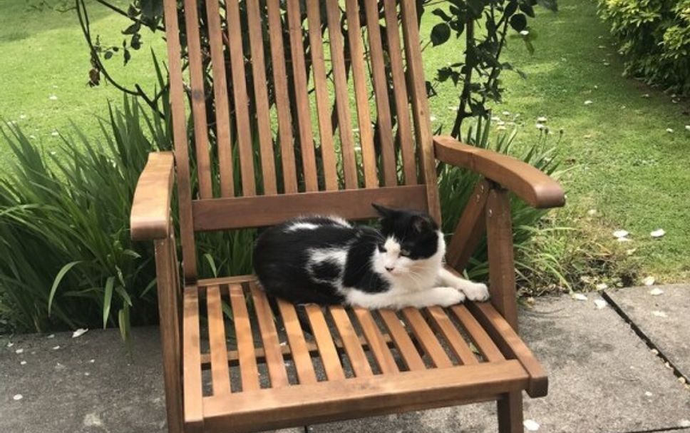 Patio Billede